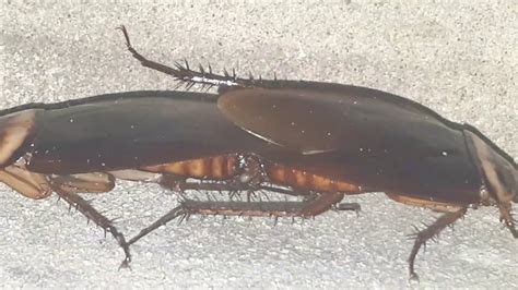 Cockroach Mating2018how Does Cockroach Mating Youtube
