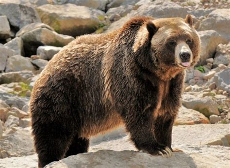 L ours Spécificités et caractéristiques Origine Pyrénées
