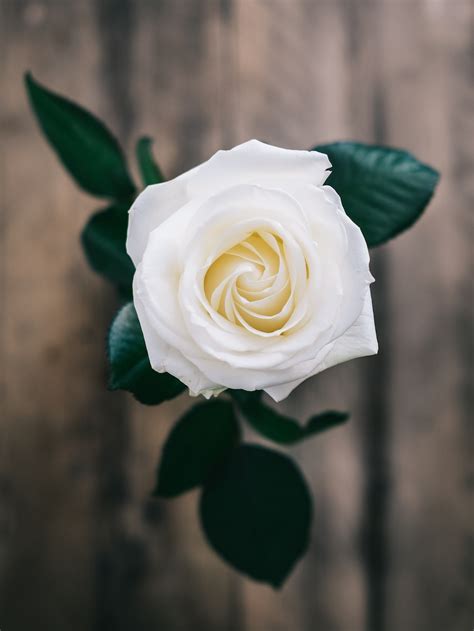 White Rose Flowers Photos Best Flower Site