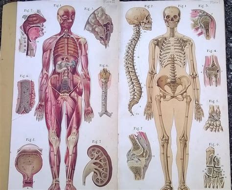 Hierarchy is a list of all the entities you have in your. Old Medical Anatomy Book Color Plates Baillieres Atlas ...