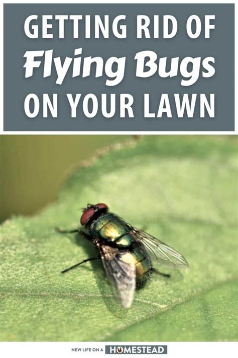 Getting Rid Of Flying Bugs On Your Lawn