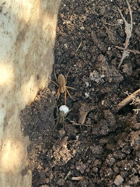 Wolf Spiders Hanging Out Is The Spider Without An Egg Sac Gravid R