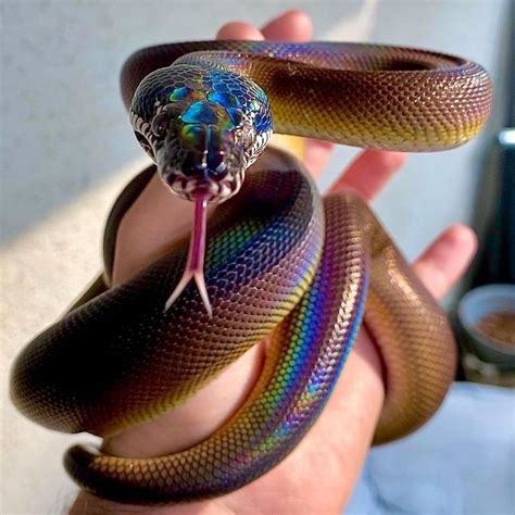 Pin By Amby On Hadi Cute Snake Pretty Snakes Pet Snake