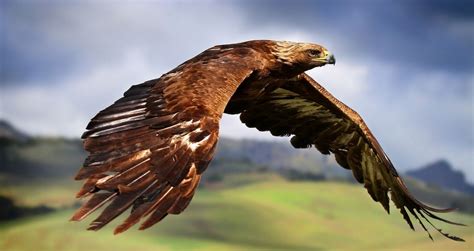 Englands Last Golden Eagle Is Missing And Presumed Dead