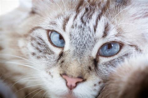 15 Too Cute Cross Eyed Cats You Have To See Cross Eyed Cat Cats