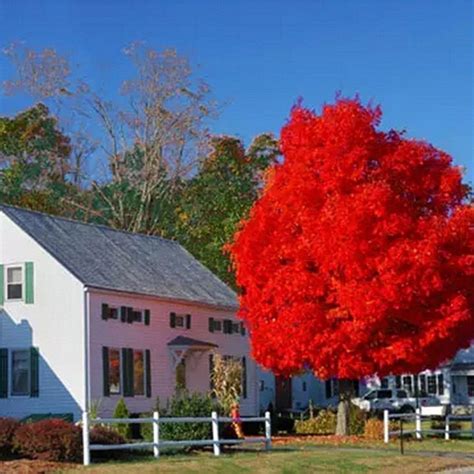 Autumn Blaze Red Maple Tree 20 Seeds Clearly Superior Tree Seeds