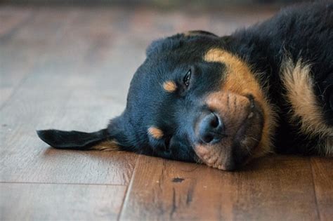 Rottweiler Puppy Asleep On The Floor Stock Photo Download Image Now