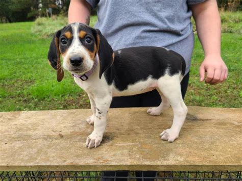 7 Weeks Old Coonhound Puppies For Sale Knoxville Puppies For Sale Near Me