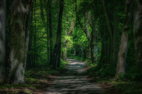 Waldweg Foto And Bild Deutschland Europe Brandenburg Bilder Auf