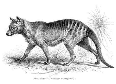Shop for tasmanian tiger wall art from the world's greatest living artists. Tasmanian Tiger Illustrations, Royalty-Free Vector ...
