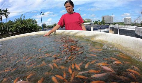 Cara Budidaya Ikan Nila Menggunakan Sistem Bioflok Secara Lengkap
