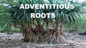 There are about 127 genera, with over 1750 known species. UNIT 1. PARTS AND FUNCTIONS OF A PLANT