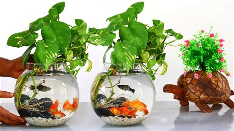 How To Grow Money Plant In Fish Bowl Money Plants Growing Ideas
