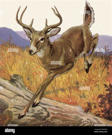 Deer Leaps Over Log Stock Photo Alamy