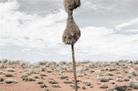 Amazing Photos Of The Worlds Biggest Birds Nests