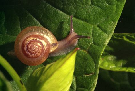 Snail On The Move By Dg Photo On Deviantart