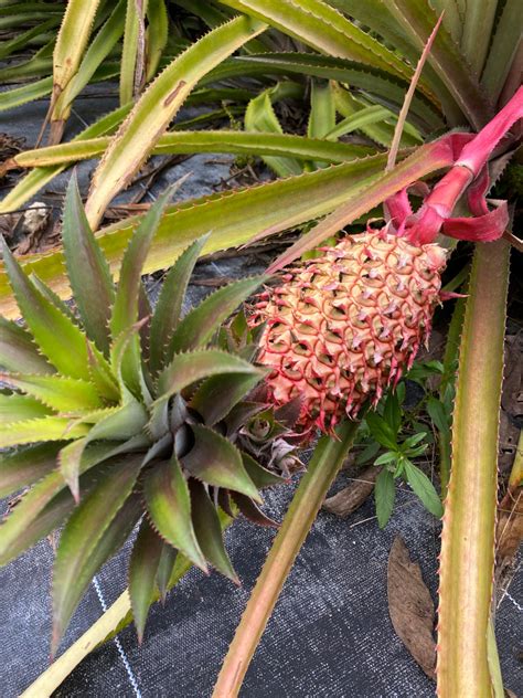 Red Pineapple Plant Miami Fruit