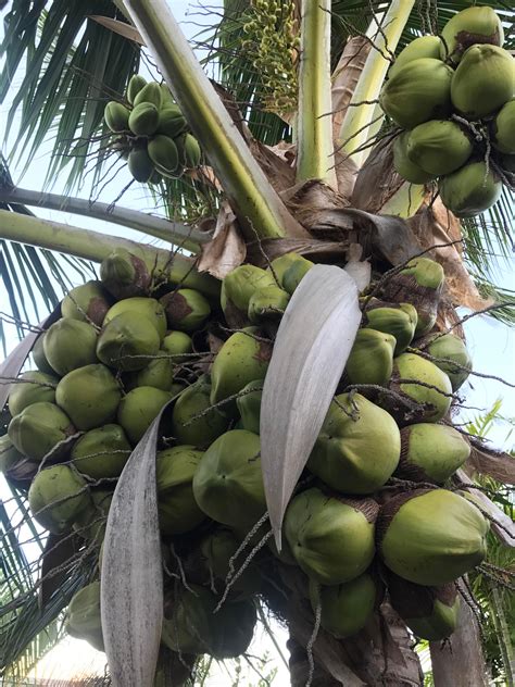 Who buys coconut or coconut water when they have their own Samoan Coconut ? Tree in their front 