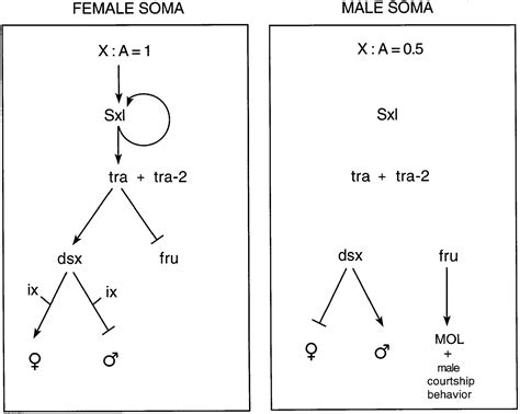 Control Of Male Sexual Behavior And Sexual Orientation In Drosophila By