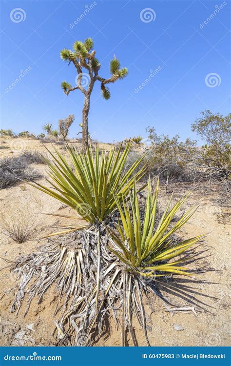 Desert Plants In Joshua Tree National Park Stock Photo Image 60475983