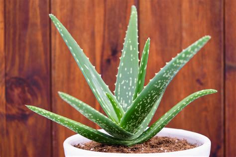 The leaves turned into spines and the stems became succulent and photosynthetic. Aloe Vera: How to Care for Aloe Vera Plants | The Old ...