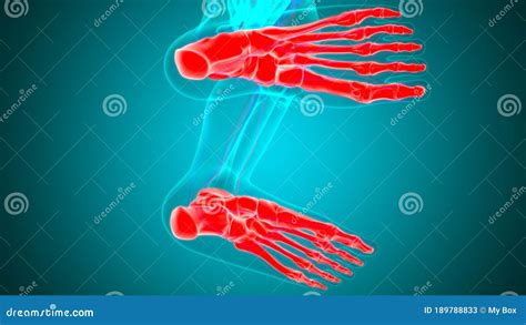 Menselijke Beenderen Met Skeletvoet Anatomie Voor Medische Doeleinden