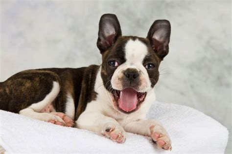 It is a high protein food, specifically which contains none of those ingredients which can upset your little american gentleman's stomach such as wheat, corn, or soy. 🦴 Best Food for Boston Terrier Puppy & Adult 2020 🦴 ...