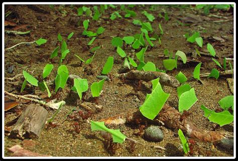 É denominada formiga cortadora de folhas há mais de 40 espécies pertencentes ao gênero atta e acromyrmex. Isca Veneno P Formiga De Jardim Cortadeira Carregadeira ...