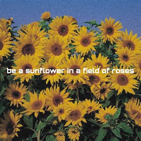 Sunflower Quote 🌻 Sunflower Quotes Sunflower Aesthetic