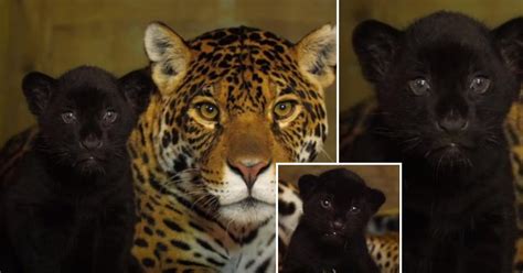Rare Female Black Jaguar Cub Born At Big Cat Sanctuary An Important