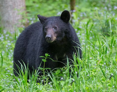 Black Bear Encounter Great Smoky Mountains National Park Ed Fuhr