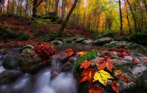 Обои осень лес листья деревья пейзаж природа ручей камни картинки на рабочий стол раздел