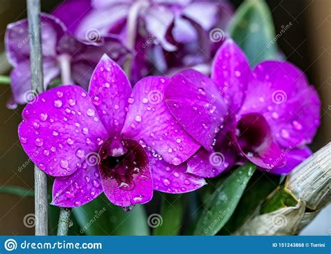 Dendrobium Lilac Orchid Bouquet Of Orchid Flowers Dendrobium Lilac