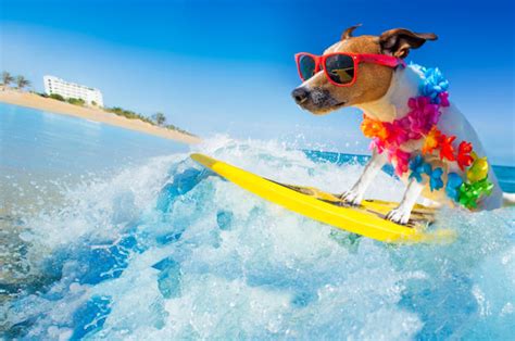 World Dog Surfing Championship Returns To Pacifica In
