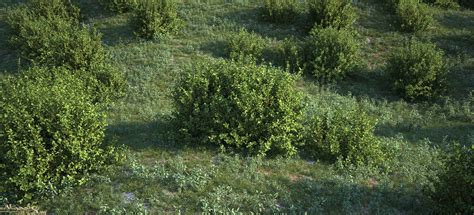 Example sentences with the word bushes. bushes and wild grasses - Gallery - Exlevel Forum