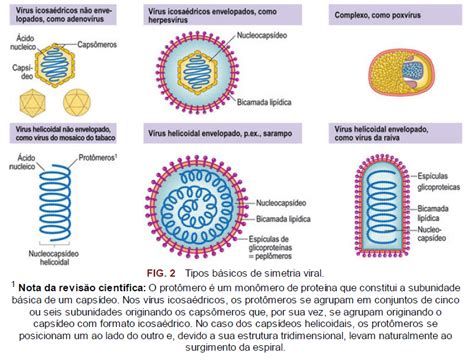 Qual é A Diferença Entre Vírus E Bactérias Utilidades