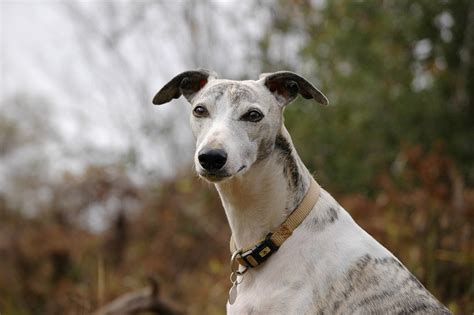 How Long Do Greyhounds Live Factors You Need To Know