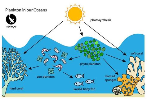 Phytoplankton And Zooplankton