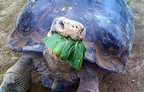 Isabela Island Tortoise