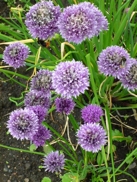 Bees love all members of the allium family, which includes chives and onions, both of which flower. Bees love chive flowers :-) | Chive flower, Plants, Flowers