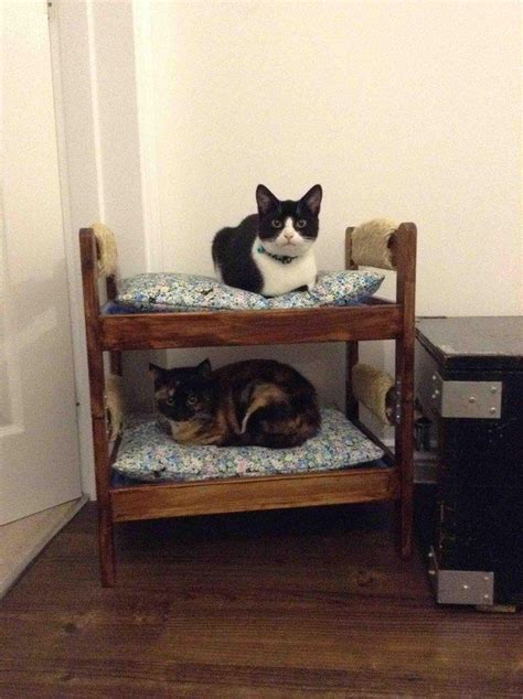 These Bunk Bed Buddies Who Never Miss A Nap Time Together Cat Bunk