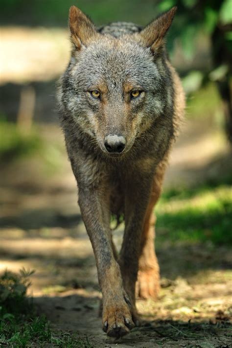 Picture By Iso0815 Iberian Wolf Canis Lupus The World Of Wolves