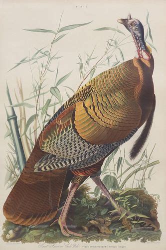After John James Audubon Print Male Wild Turkey Sold At Auction On 9th