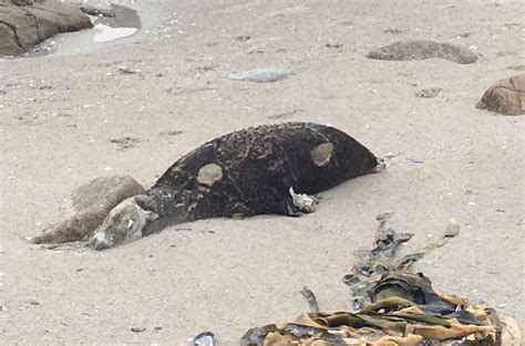 Thousands Of Dying Cape Fur Seals Continue To Wash Ashore Still No