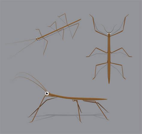 Stick Insect Illustrations Royalty Free Vector Graphics And Clip Art