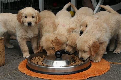 Why does my puppy breath so fast? Why Do Dogs Eat So Fast? Can you slow they're eating down ...