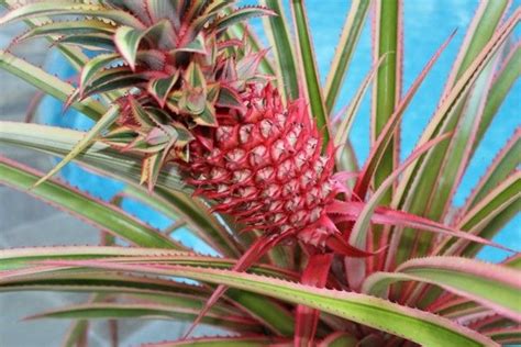 Pink Pineapple Plant Pineapple Planting Pineapple Orchid Fertilizer