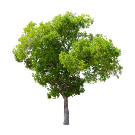 Download High Quality Tree Transparent Background Transparent Png