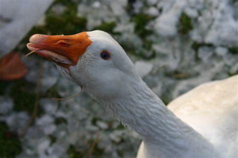 Long Necked Goose Rachel Miller Flickr
