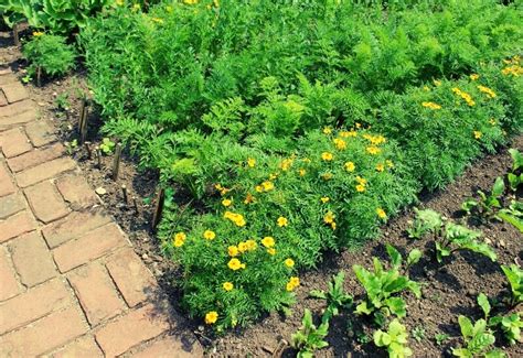 10 Benefits Of Planting Marigolds In Your Vegetable Garden